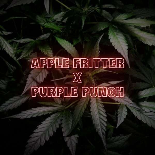 apple fritter purple punch seeds
