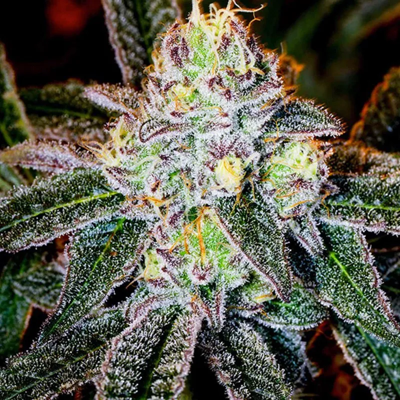 ice cream cake cannabis clones