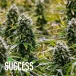 Cannabis Nutrients Bundle | Complete Growing Kit