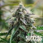 Cannabis Nutrients Bundle | Complete Growing Kit