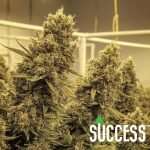 Cannabis Nutrients Bundle | Complete Growing Kit