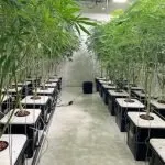 Cannabis Clones Mix & Match 6 Pack