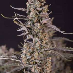 Blackberry Moonrocks Seeds | Feminized, Photoperiod