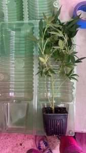 teens for sale shipping