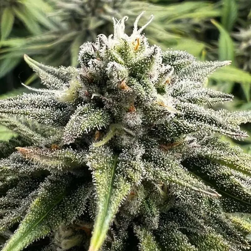 citrus palisade clone