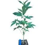 Custom Cannabis Teen Order | 12″+ Tall