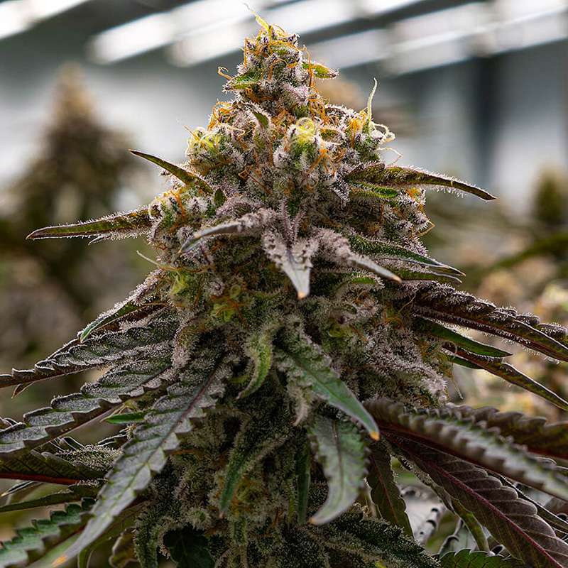 MAC1 Clones sacramento