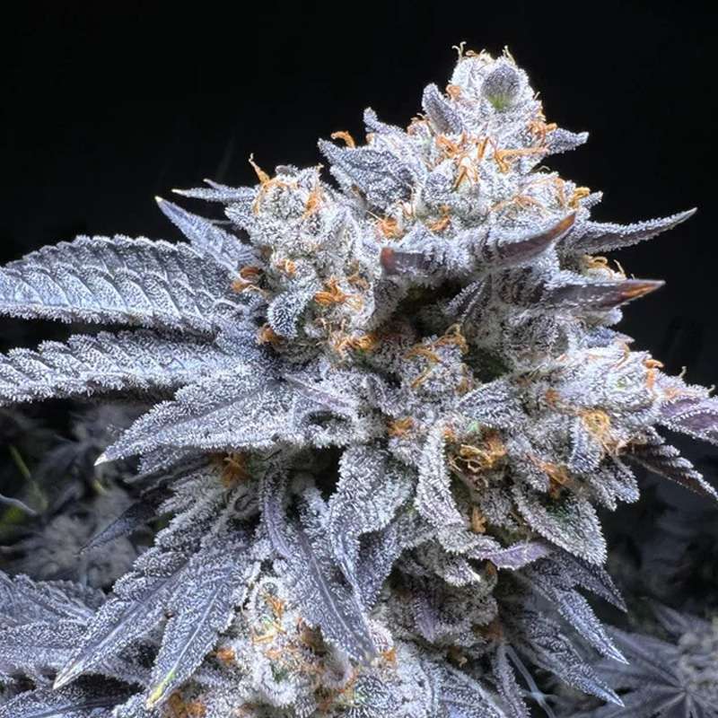 exaltation strain in flower