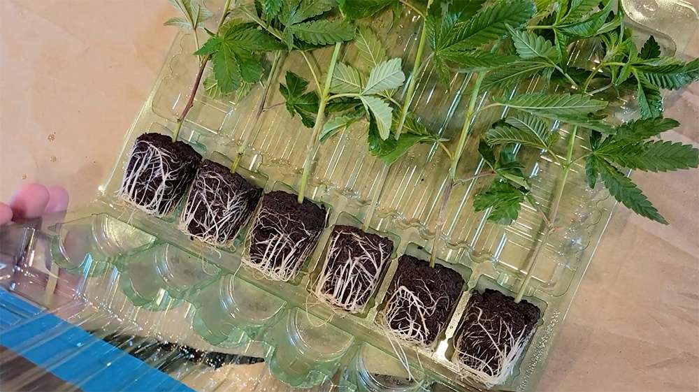 fully rooted healthy clones