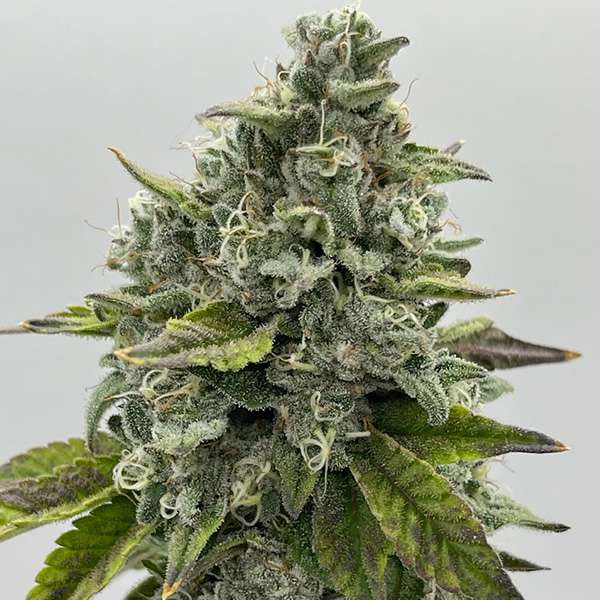 kush mints strain in flower