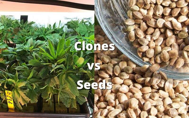 missouri cannabis clones vs seeds