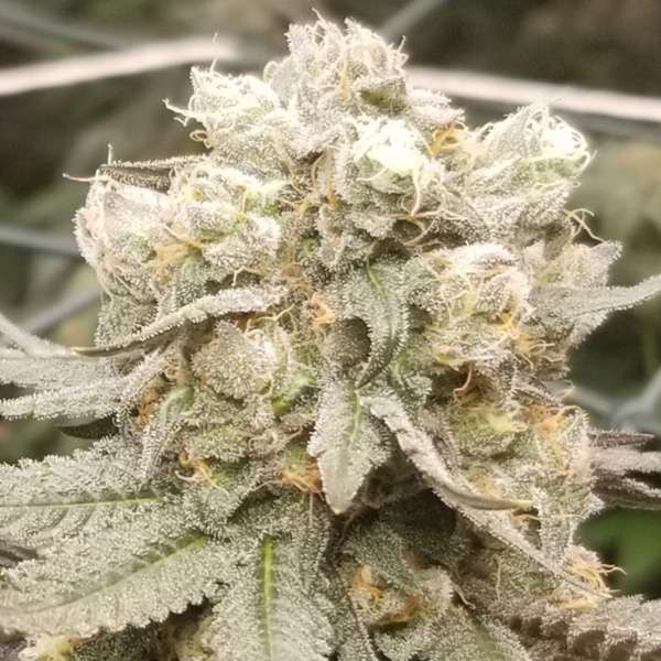 Truffle Cake cannabis clones