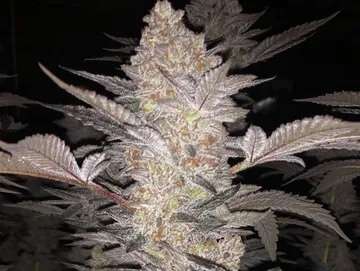 mimosa cannabis clones PA