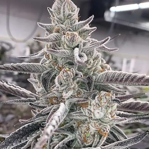 divine storm clone flowering