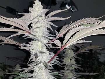 mac1 clones woodbridge township