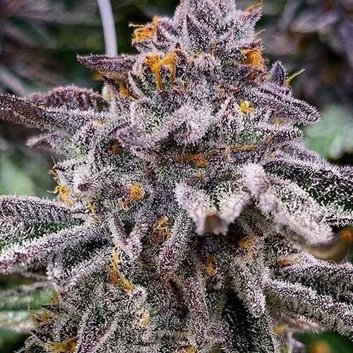 pink runtz marijuana clones danbury