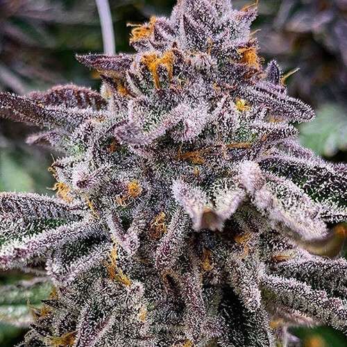 pink runtz clones tacoma