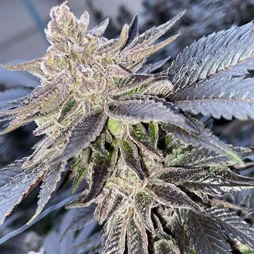 sherbet breath cannabis clones greenwich