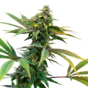 amnesia haze seeds feminized
