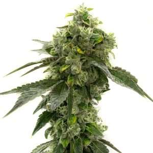 bruce banner seeds autoflower