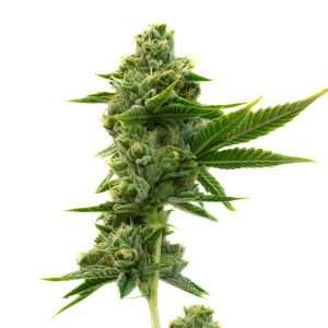 durban poison seeds feminized