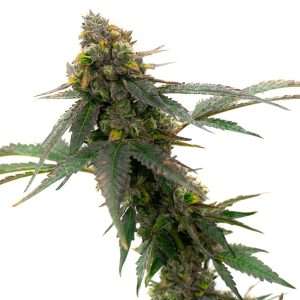 girl scout cookies seeds feminized
