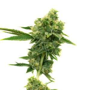 gold leaf seeds feminized