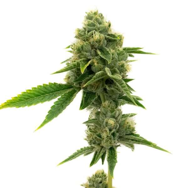 northern lights seeds autoflower