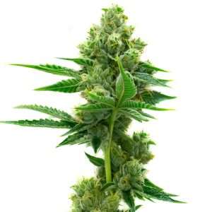 og kush seeds feminized