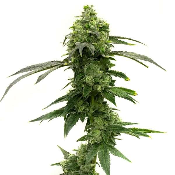 super lemon haze seeds feminized