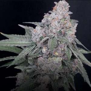 apples & bananas clone