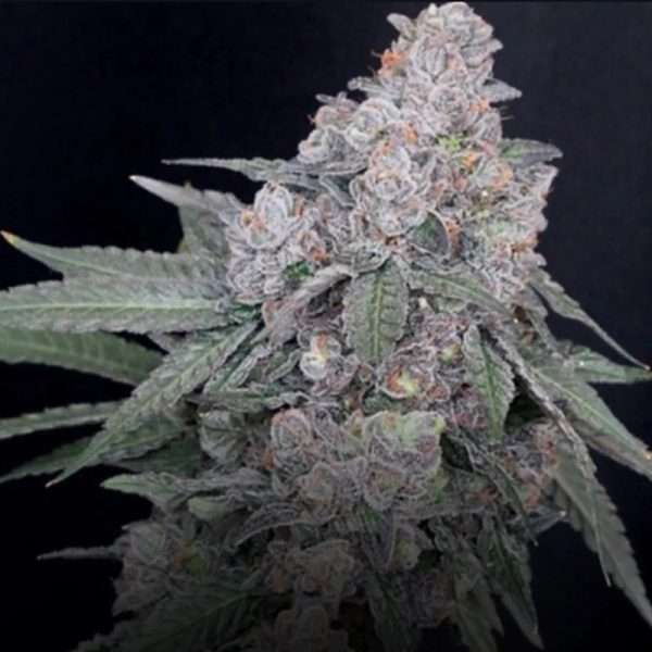 apples & bananas clone