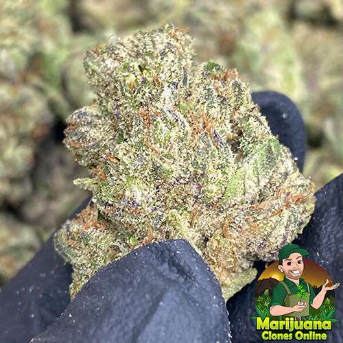 ice cream cake thca flower