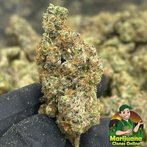 thca flower pounds hasburger