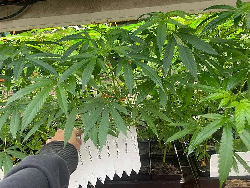 cannabis teens height