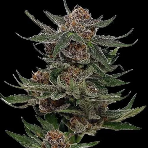 forbidden runtz cannabis teen