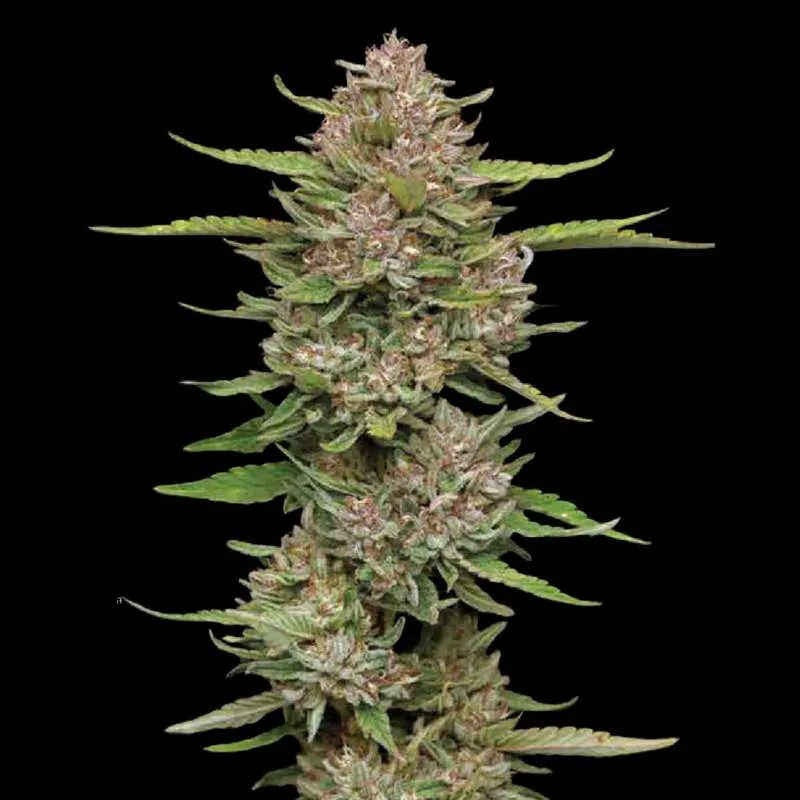 hella jelly cannabis clones