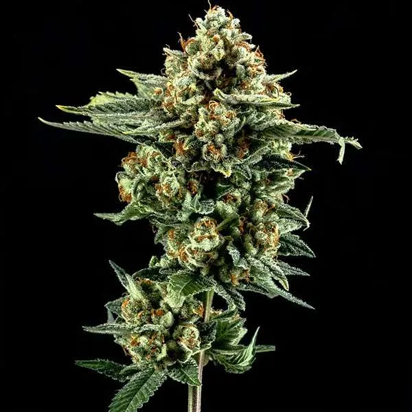 motorbreath 15 cannabis clones