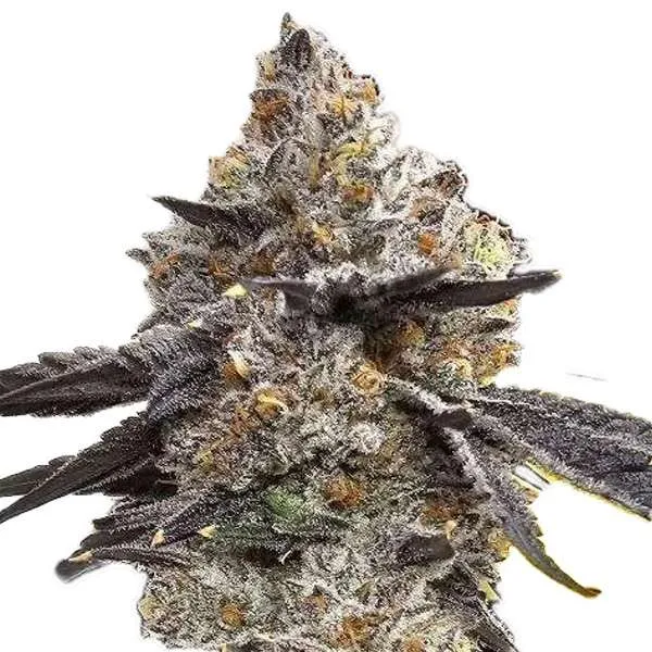 permanent marker clones