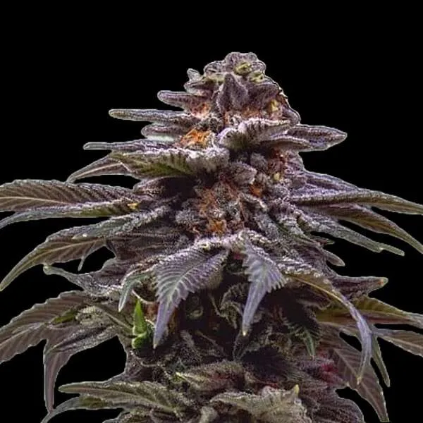 berry pie cannabis clones